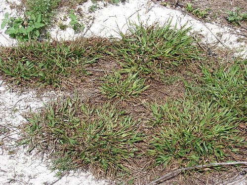 Paspalum setaceum